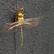 Libellula Aeshna cyanea 22 von 24