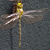 Libellula Aeshna cyanea 23 von 24