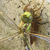 Libellula Aeshna cyanea 11 von 36