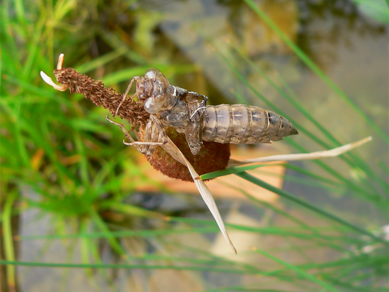 Libellula Aeshna cyanea 13 von 36