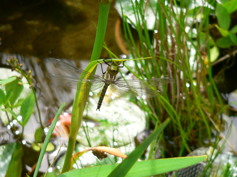 Libellula Aeshna cyanea 14 von 36