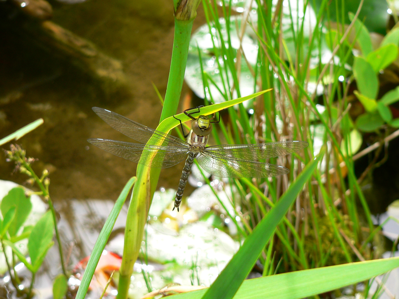 Libellula Aeshna cyanea 15 von 36