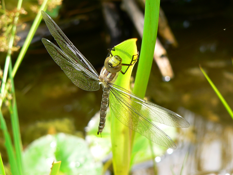 Libellula Aeshna cyanea 17 von 36