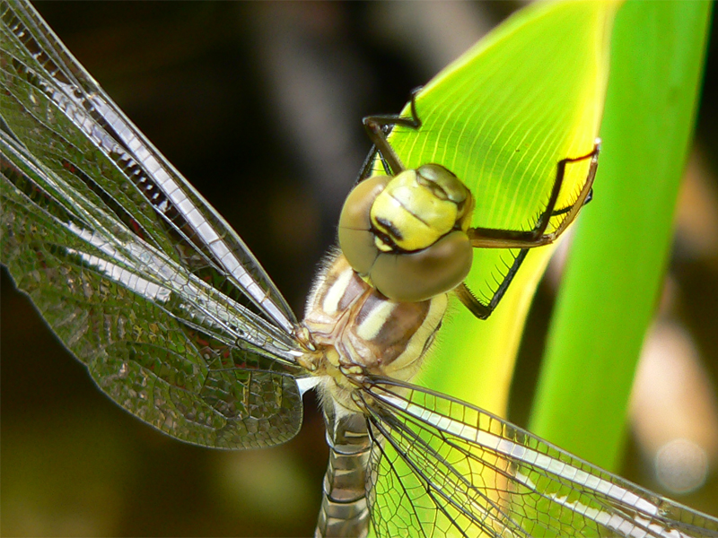 Libellula Aeshna cyanea 18 von 36