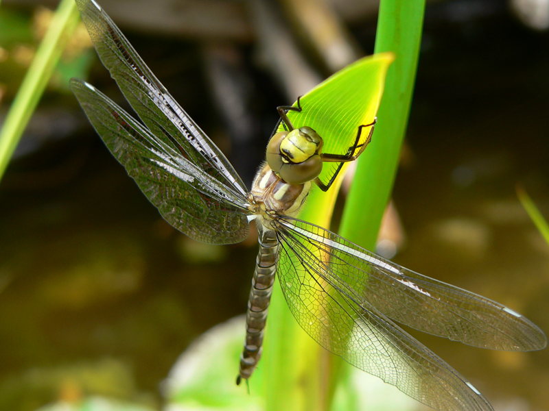 Libellula Aeshna cyanea 19 von 36