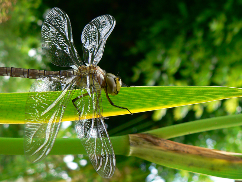 Libellula Aeshna cyanea 21 von 36