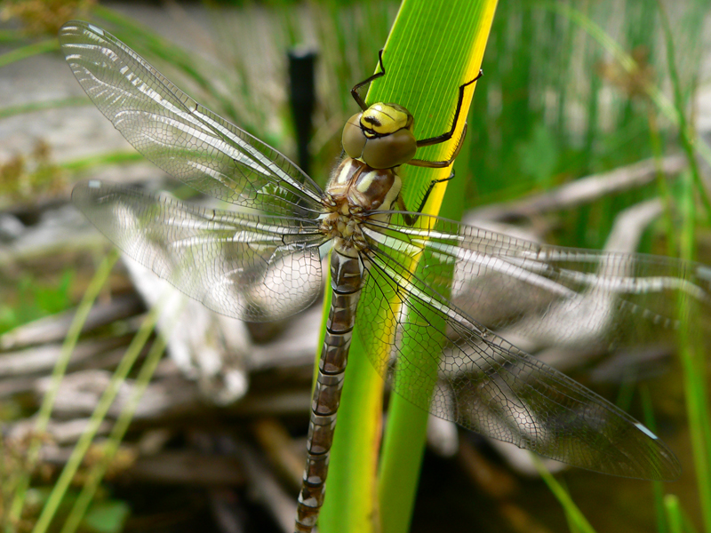 Libellula Aeshna cyanea 22 von 36