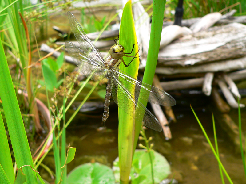 Libellula Aeshna cyanea 23 von 36