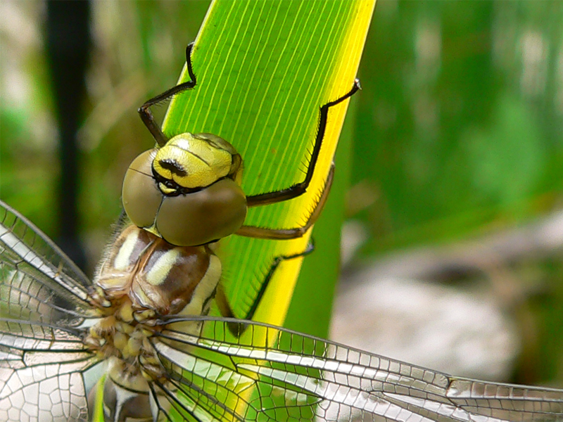 Libellula Aeshna cyanea 24 von 36