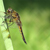 Libellula Aeshna cyanea 25 von 36