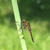 Libellula Aeshna cyanea 26 von 36