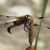 Libellula Aeshna cyanea 29 von 36