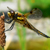 Libellula Aeshna cyanea 33 von 36