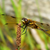 Libellula Aeshna cyanea 35 von 36