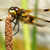 Libellula Aeshna cyanea 36 von 36