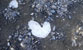 Fotogalerie Herzen Bild 84