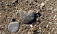 Fotogalerie Herzen Bild 88
